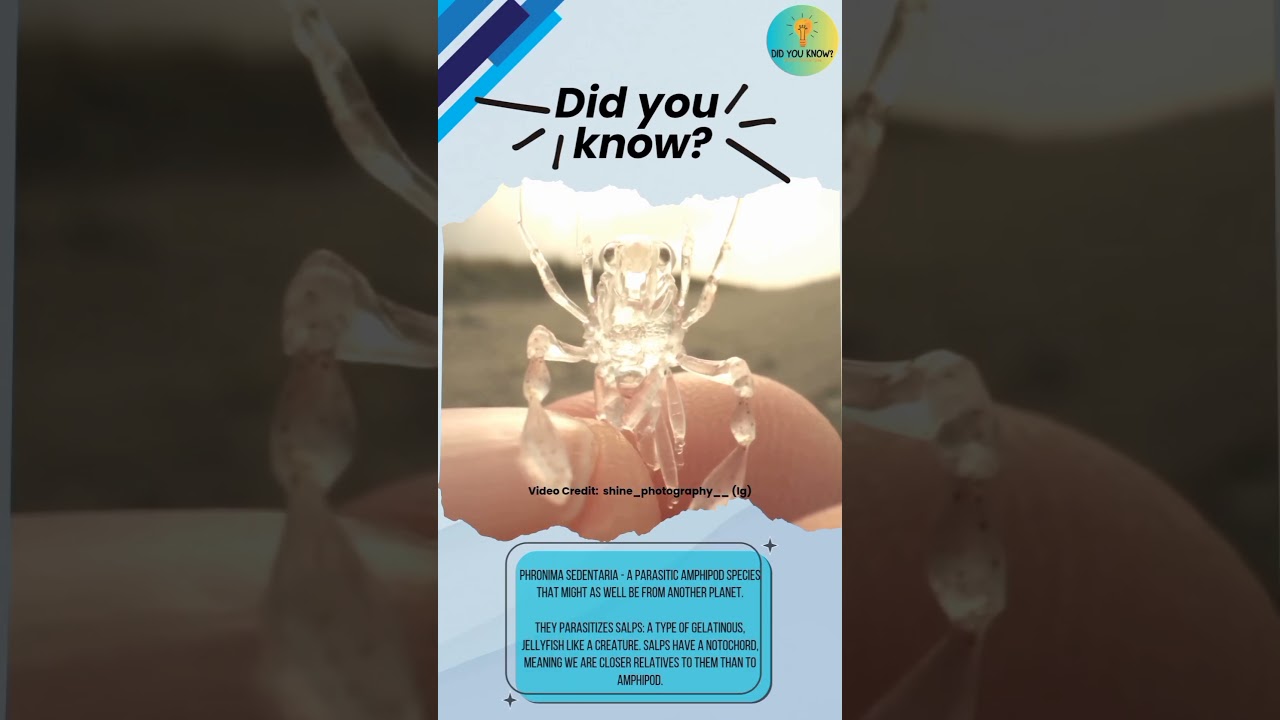 The Alien-Like Parasitic Amphipod: Phronima sedentaria and Its Unique Relationship with Salps