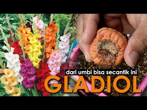 Video: Menanam Gladiol Dalam Pot - Tips Menanam Gladiol Dalam Wadah