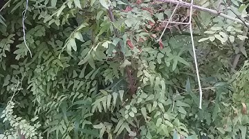 Cây bòng bong mọc hoang vị thuốc nam chữa bệnh viêm thận, phù thủng,  viêm gan