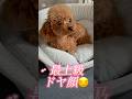 愛犬に「お出かけしてくる」といったら…お利口さんすぎた🐶🔅#トイプードル #shortvideo #可愛い #shortsfeed #short #shorts #dogs #しつけ #かわいい