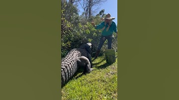 Jaws the Alligator Attacks! #gatorland #alligator #crocodile
