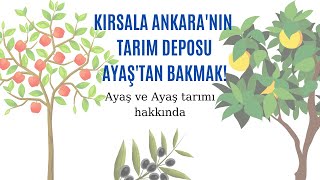 Ayaş ve Ayaş tarımı hakkında