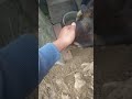 Nhà Mới Cho Cún Cưng