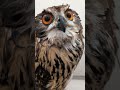 シャワー直後のフクロウ(〇v〇)
