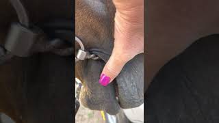 Video proper placement of leverage bits Net Worth