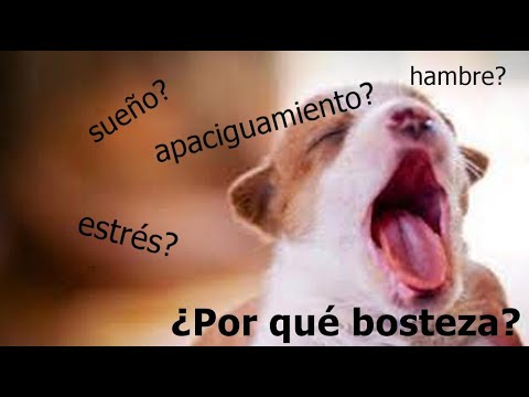 ¿Por qué bostezan