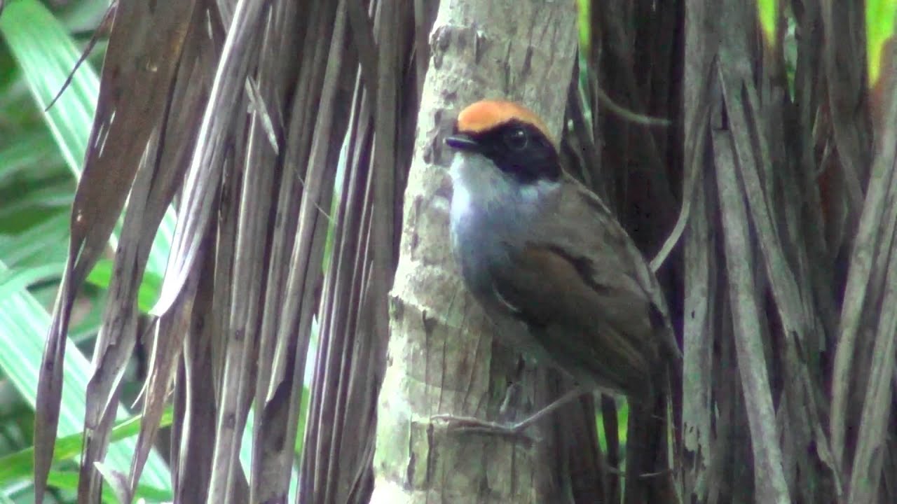 Birding in the Atlantic Rainforest - Ep1