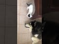 Siberian Husky and my little 1 month cat playing together! Husky y gatita jugando!