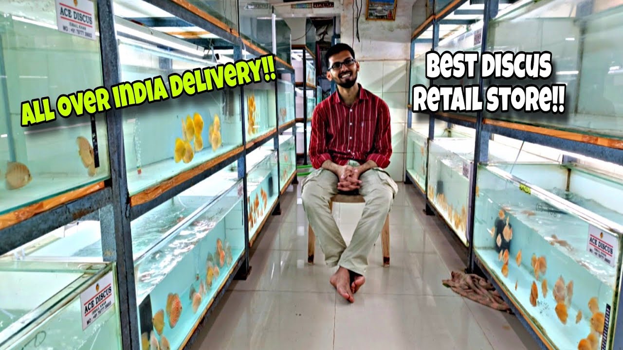 More than 15 plus Discus Fish varieties available at ACE DISCUS