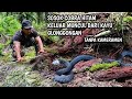 KEMUNCULAN SOSOK ULAR COBRA HITAM KALIMANTAN | RESCUE | ULAR | MANDA PETUALANG