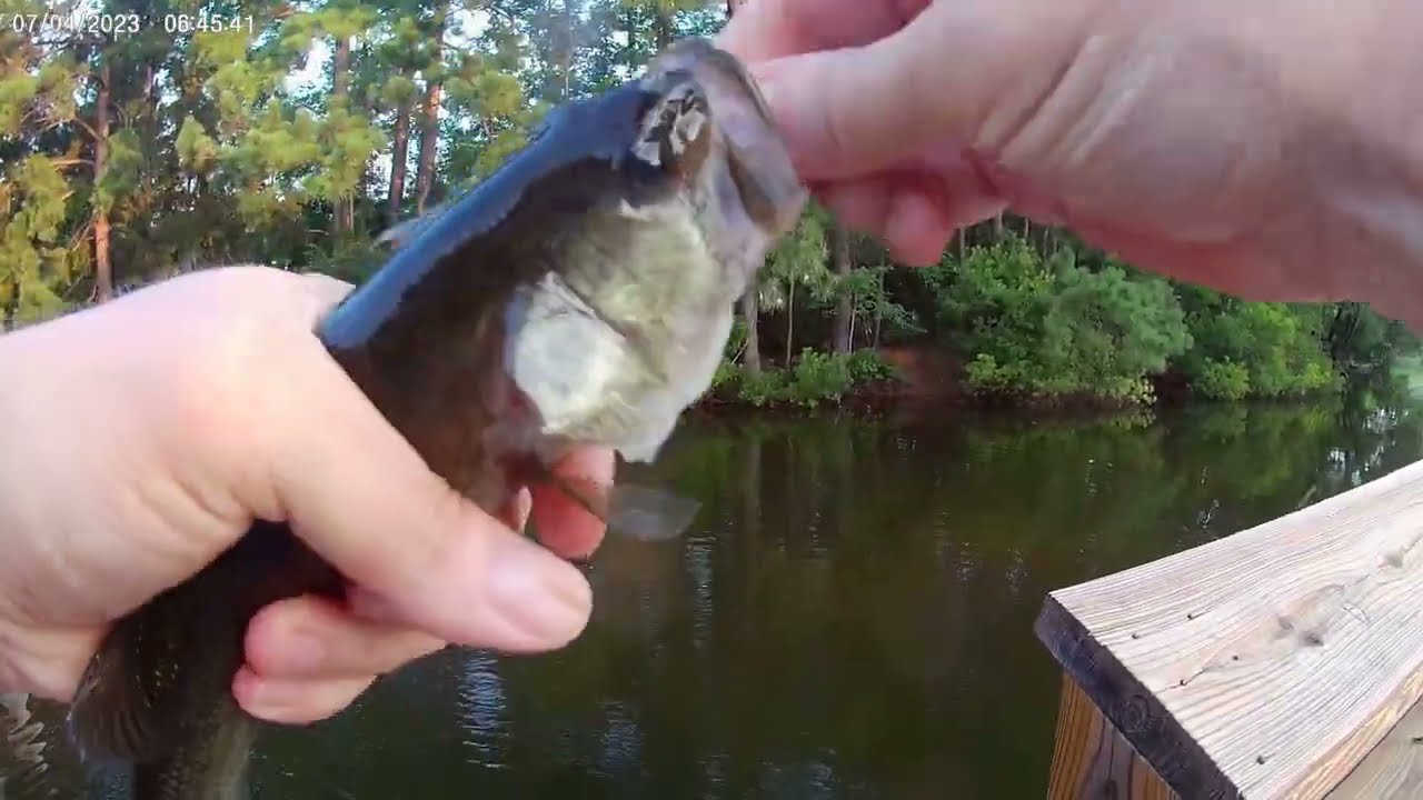 Sunrise Bass Popper Fly Fishing with Garcia Mitchell 710 Automatic Reel and Echo Bad Ass Glass Rod Sunrise Bass Popper Fly Fishing with Garcia Mitchell 710 Automatic Reel and Echo Bad Ass Glass Rod