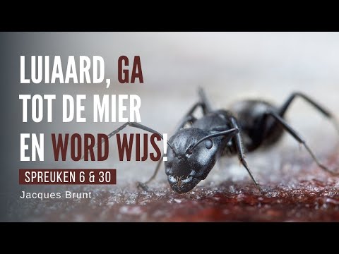 Video: Is mier een woord?