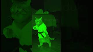 You Try to Sleep… Cat Says 3AM 😭 #cats #cat #веселыекоты #funny