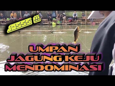 pembuktian umpan jagung keju diempang keruh ☑ 