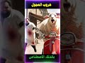 هروب العجول 2025