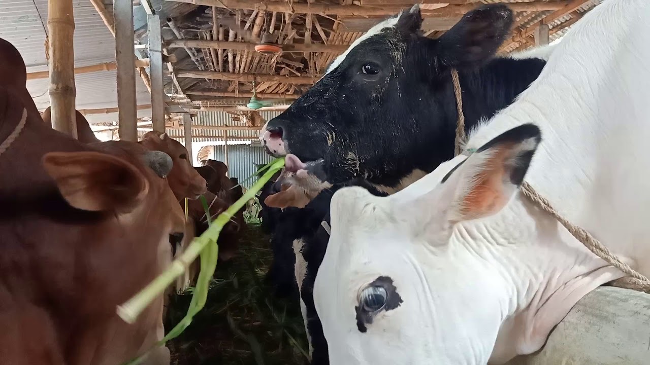 The largest farm in Bangladesh is the Mrittika Dairy Farm. For cows