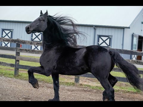 Video: Friesian Horse ցեղատեսակի հիպոալերգենային, առողջության և կյանքի տևողություն