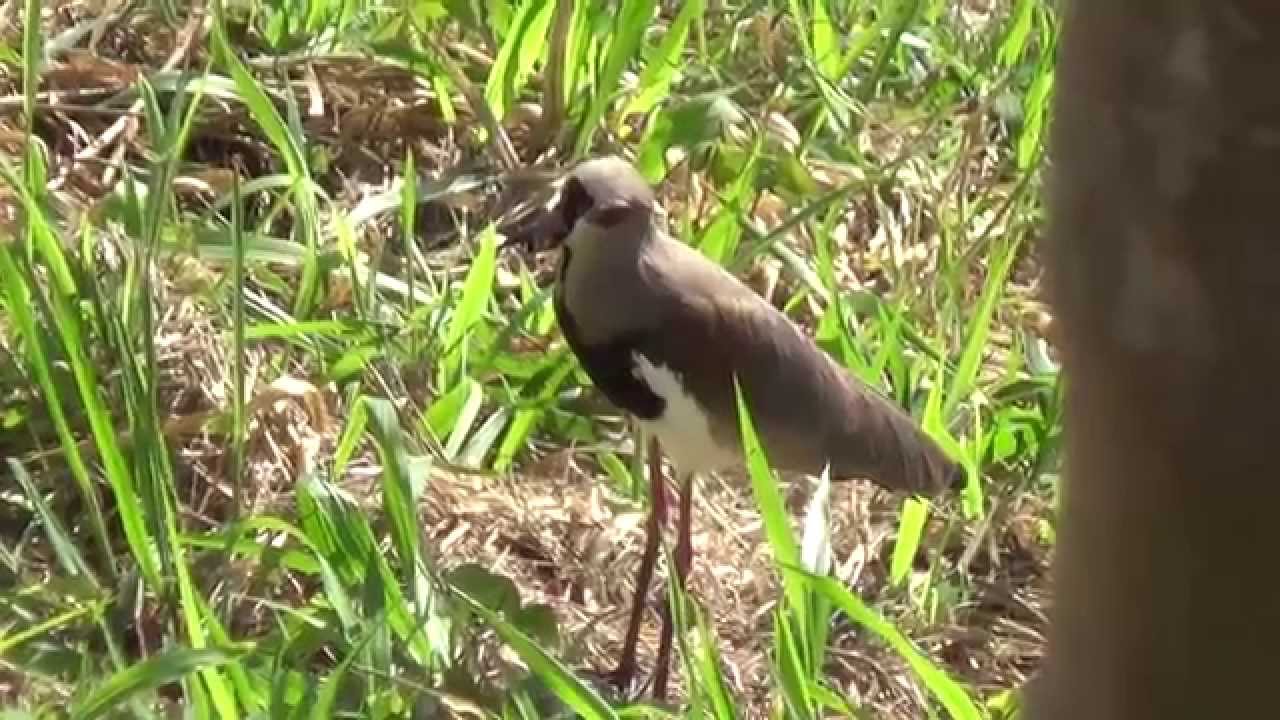 SOUTHERN LAPWING - My garden ! 