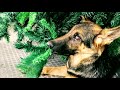 Cachorro vs Árbol de Navidad FELICES FIESTAS / German Shepherd Puppy vs Christmas Tree