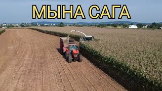 Уйлардын май мантысы мына ушул тоют | Силосту кантип жасайт?