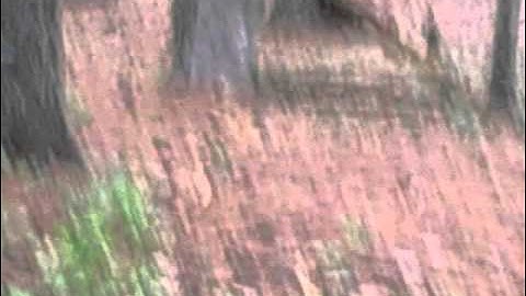 Tippmann 98 Custom with response trigger