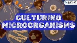 Culturing Microorganisms