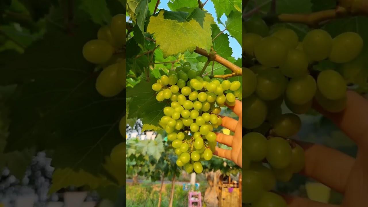 วิธีเลี้ยงกิ่งองุ่น ทรงตัวที จัดกิ่งแบบก้างปลา