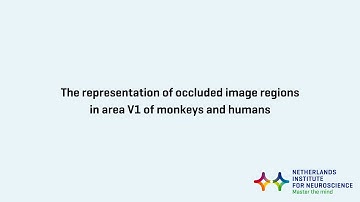 The representation of occluded image regions in area V1 of monkeys and humans