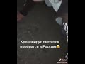 Коронавирус пытается попасть в Россию!