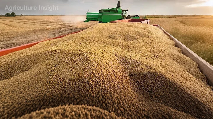 125 Billion Pounds Of Soybean Harvested By American Farmers This Way |  Farming Documentary
