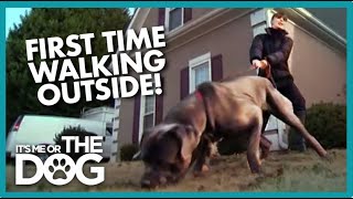 Mastiff Discovers Outside World For The First Time Its Me Or The Dog Usa