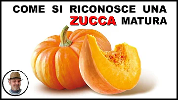 Quali fiori delle zucchine vanno tolti?