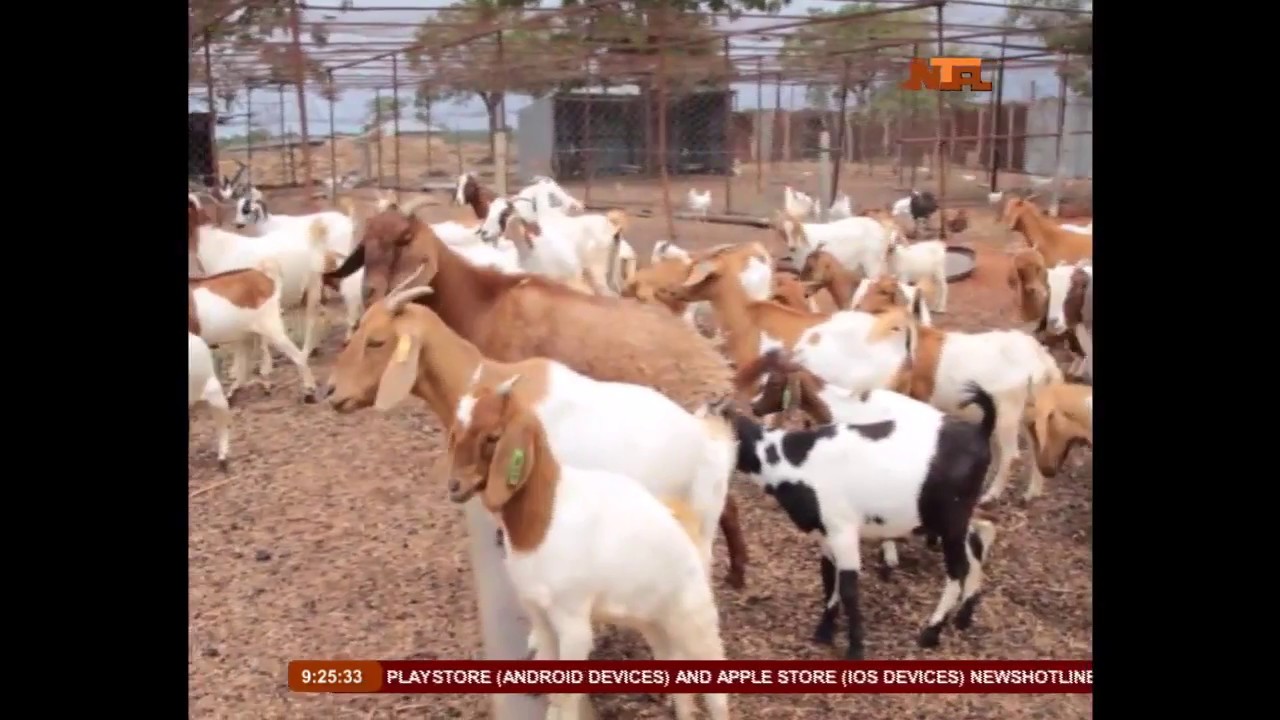 Watch Benefits of Goat Meat for Body Health YouTube