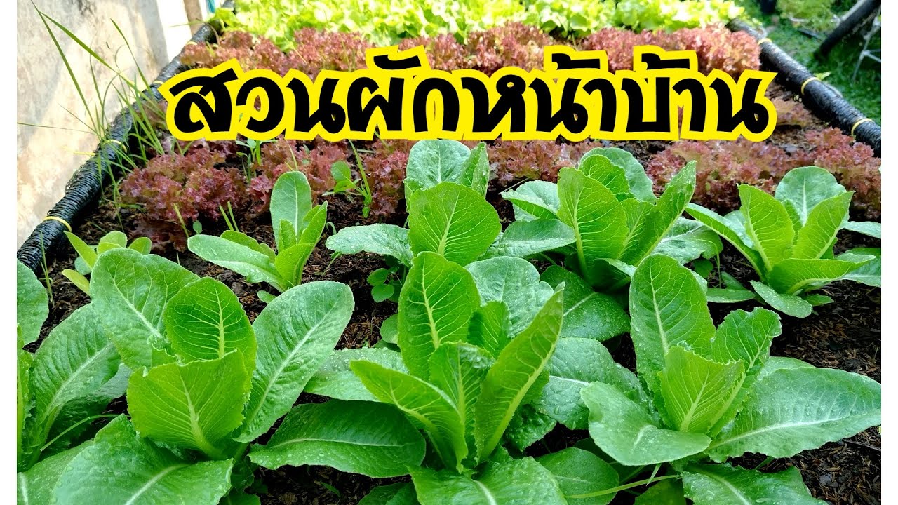 สวนผักหน้าบ้านในหน้าร้อนดูแลอย่างไรให้งาม