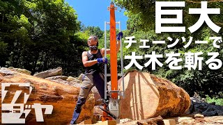 Cutting a huge tree with a giant chainsaw [Chainsaw Mill]