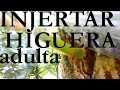 INJERTO de ARBOL GRANDE DE HIGUERA (parte 1)