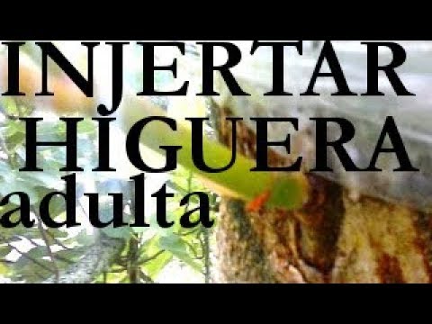 INJERTO de ARBOL GRANDE DE HIGUERA (parte 1)
