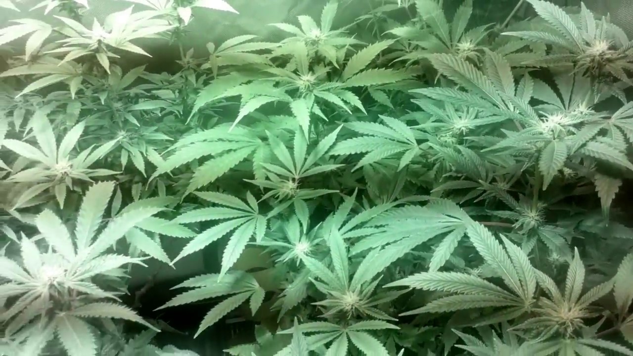 coco pot cannabis garden 04/29