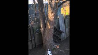 Jack Russell terrier (vs) Squirrel