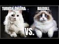 Turkish Angora Cat VS. Ragdoll Cat の動画、YouTube動画。