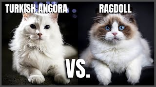 Turkish Angora Cat VS. Ragdoll Cat The Elegant Turkish Angora Cat