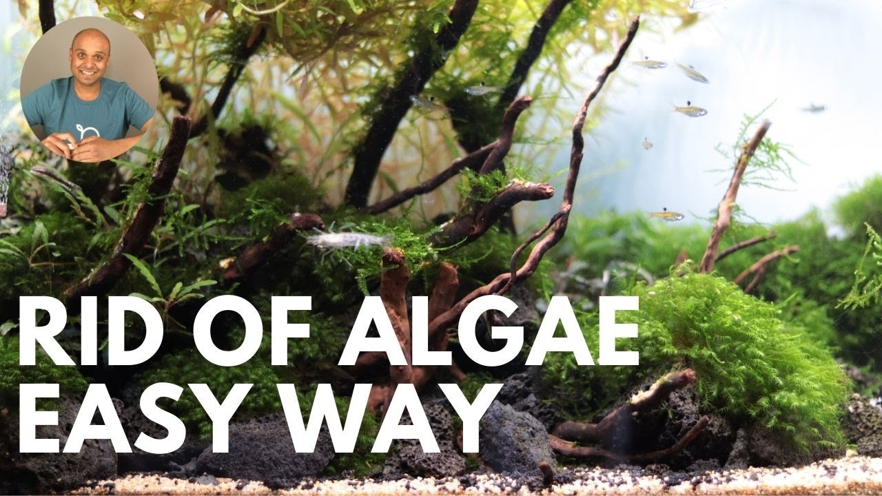 HOW TO get rid of algae the EASY WAY | blackout method (2021)