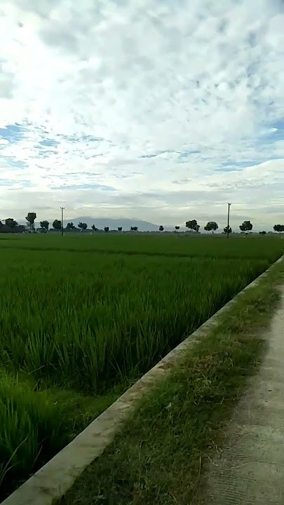 pemandangan #pemandangansawah #gunung #sawah #subang