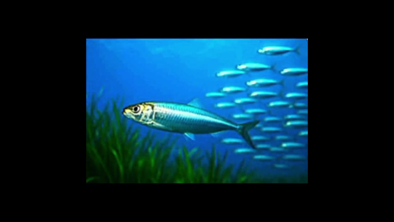 درس الاستماع/ملكة المكعبات/الصف السادس                               الوحدة الثامنة⬅️قراءة+حل أسئلة 