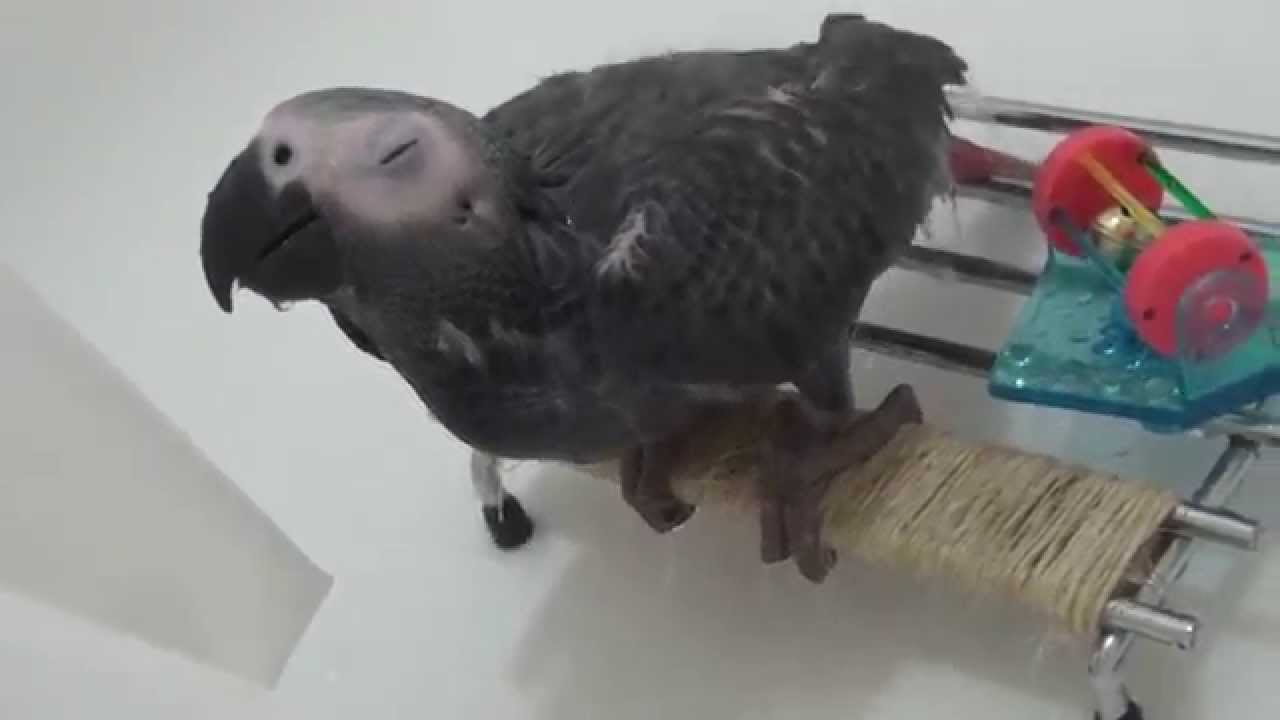 African grey parrot bath time YouTube