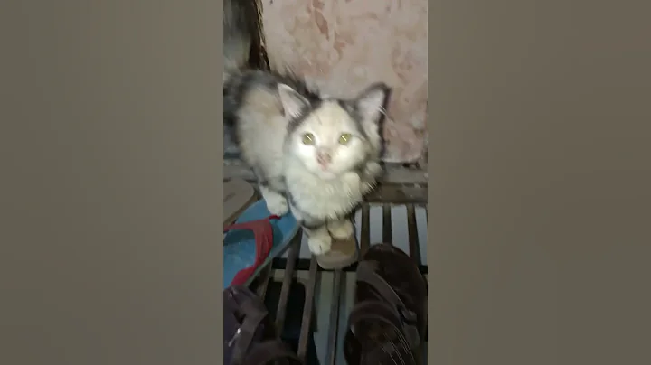 Watch the video about Persian Cat Cute Doll's 😺 #bollywood #song #music #tseries #blogger #cat #blog #catlover #cats