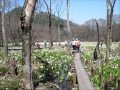 田沢湖・刺巻湿原の水芭蕉