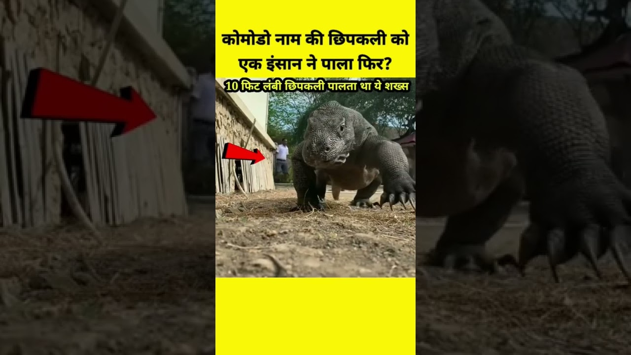 Komodo Dragon Eat A Man 