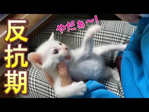 babythree400%　新作レア　泣いてる涙目うるうる目　茶色くま 3ヶ月10日👶🏻 昨日の朝、おうちで寝返りをしたそうで。 ミオは