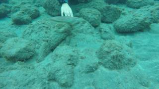 Bautismo de Buceo en la Costa Adeje - Tenerife (2)